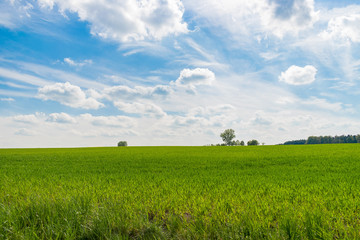 Ein grünes Feld und ein blauer Himmel mit Wolken.