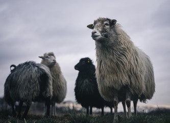 kleine Schafherde bei schlechtem Wetter