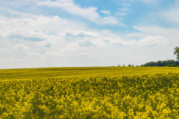 Obraz premium Das Rapsfeld mit seinen gelben Blüten reicht bis zum Horizont.