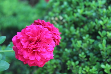 Roseira ( rose )