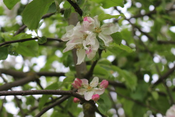 Delicate pink flowers bloomed on an apple tree in spring.