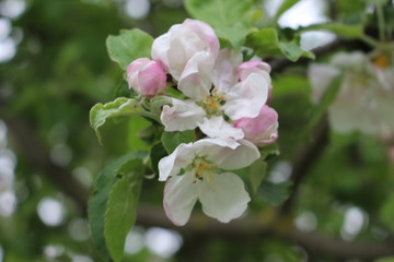 Delicate pink flowers bloomed on an apple tree in spring.