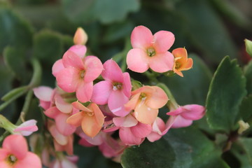 Obraz na płótnie Canvas Flor cor de rosa ( pink flower )