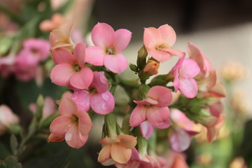Naklejka na ściany i meble Flor cor de rosa ( pink flower )