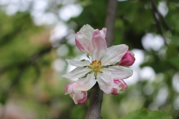 Delicate pink flowers bloomed on an apple tree in spring.
