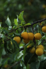 yellow plum on tree