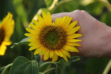 Fototapeta premium sunflower in the hand