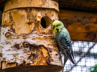 closeup portrait of a yellow budgie parakeet on its birdhouse, tropical bird specie from Australia