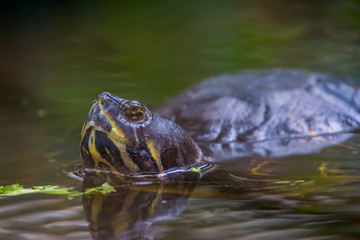 the face and body of a cumberland slider turtle that is swimming in the water in closeup, tropical reptile specie from America