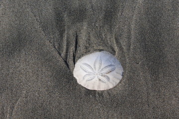 Sand dollar or shell in the sand