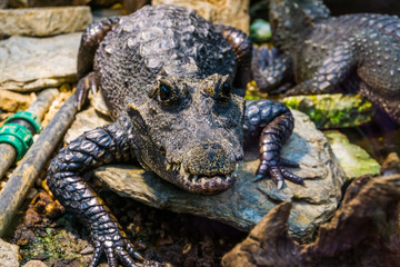 closeup portrait of a african dwarf crocodile, tropical and vulnerable reptile specie from Africa