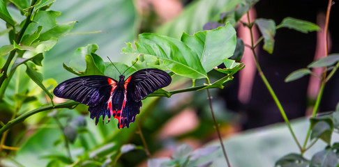 closeup of a red scarlet butterfly sitting on a leaf, tropical insect specie from Asia