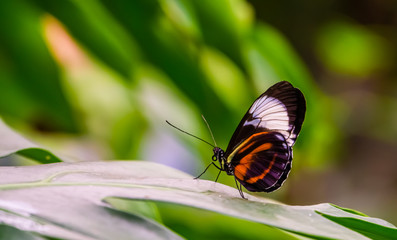 closeup of a postman butterfly on a leaf, nature background, tropical insect specie from America