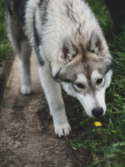 Siberian husky sniffs a dandelion on the grass