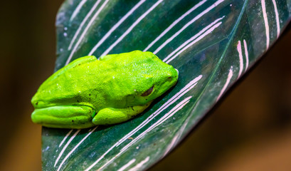 macro closeup of a red eyed tree frog sitting on a leaf, tropical amphibi