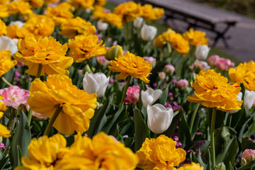 Fototapeta premium beautiful yellow white pink tulips on a flower bed flooded with the sun