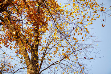 autumn leaves in the sky