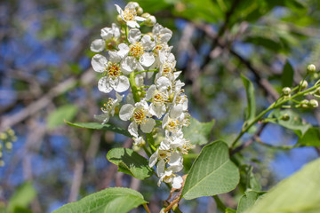 Close up view of delightful emerging white buds and blossoms on Canada red cherry tree in spring, with blue sky background