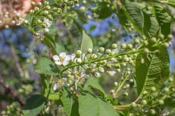 Close up view of delightful emerging white buds and blossoms on Canada red cherry tree in spring, with blue sky background