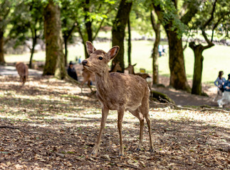 Deer in the wild in the public park of Nara