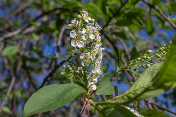 Close up view of delightful emerging white buds and blossoms on Canada red cherry tree in spring, with blue sky background