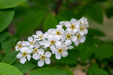 Blossoming branch of bird cherry with white flowers on a blurred background close-up. Bird cherry tree in blossom