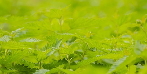 Panorama Brennnesselmeer 