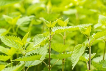 Grüne Brennnesselpflanzen 