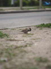 sparrow eat a small piece of bread