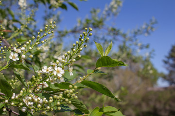 Close up view of delightful emerging white buds and blossoms on Canada red cherry tree in spring, with blue sky background