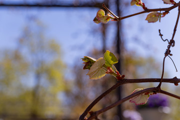 grape blossom closeup in early spring