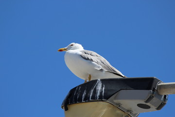 seagull on a post