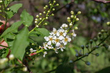 Close up view of delightful emerging white buds and blossoms on Canada red cherry tree in spring, with blue sky background
