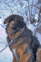 half-breed shepherd puppy on a chain