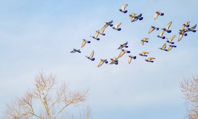 Flying birds