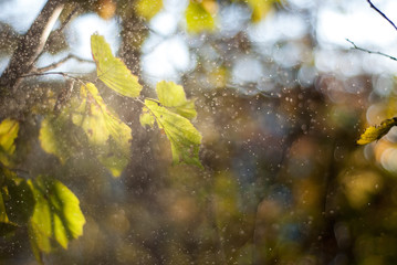 autumn leaves on the tree