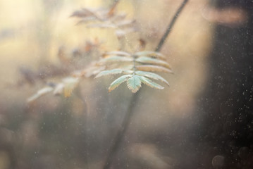 frost on the branches