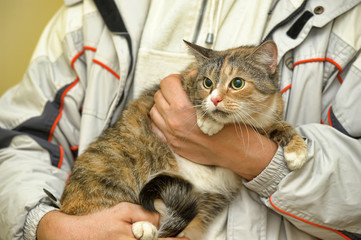 three-color frightened cat in the arms