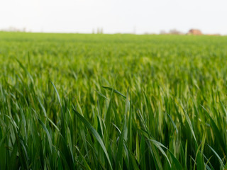 green wheat field