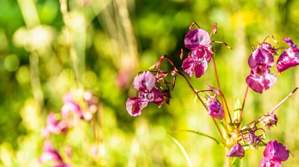Różowe kwiaty na tle zielonej roślinności w letnim ogrodzie zbliżenie  © Kubista
