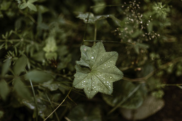 Green leaf covered with dew