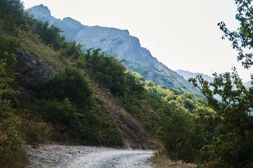 Crimean forest road