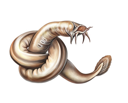 Myxini (Myxinidae)