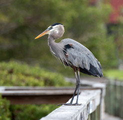 Great blue heron with gray feathers, black plumes from the back of the head, black shoulder patch, and long yellow bill, is standing on a blurred wood fence against blurred green and red background.