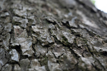 lichen on tree bark