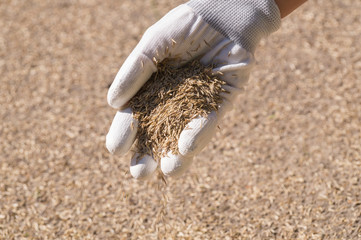 A female gloved hand sows grass seeds. Lawn installation.
