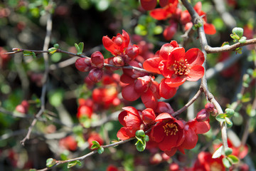 The red blossom. Closeup of flowering of Japanese quince or Chaenomeles japonica in spring