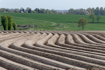 Géométrie des sillons de pommes de terre dans un champ de l'Artois - Pas-de-Calais - France