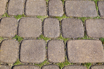 Paving stones with ingrown weeds and moss. An annual problem in front of the house.