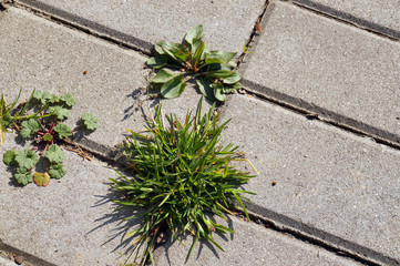 Paving stones with ingrown weeds and grass. An annual problem in front of the house. - obrazy, fototapety, plakaty